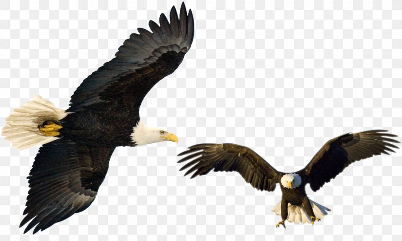 Bald Eagle White-tailed Eagle Hawk, PNG, 923x555px, Bald Eagle, Accipitriformes, Beak, Bird, Bird Of Prey Download Free
