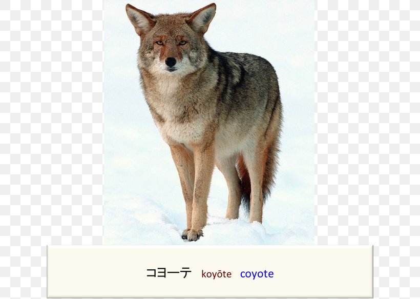 Coyote Cougar Dog Red Fox Mule Deer, PNG, 640x583px, Coyote, Animal, Bobcat, Canidae, Canis Download Free