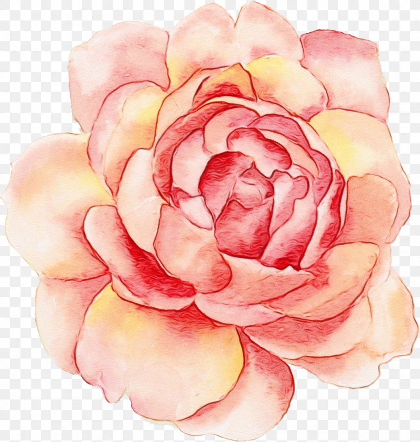 Rose, PNG, 1036x1091px, Watercolor, Camellia, Flower, Japanese Camellia, Paint Download Free