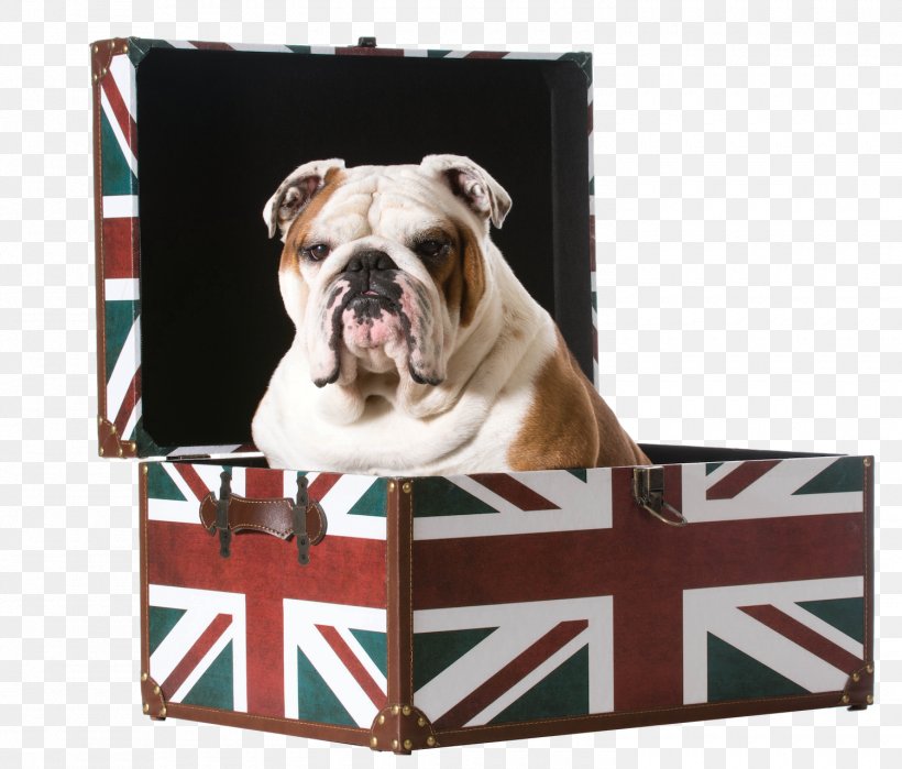 Bulldog Stock Photography Puppy United Kingdom, PNG, 1500x1280px, Bulldog, Alamy, American Bulldog, British Bulldogs, Carnivoran Download Free