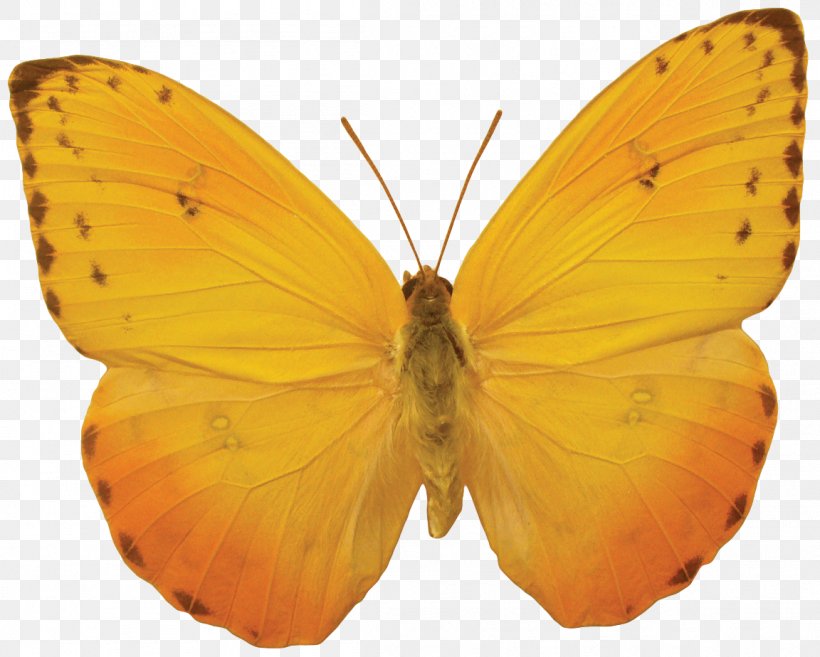 Butterfly Download, PNG, 1152x924px, Butterfly, Arthropod, Brush Footed Butterfly, Colias, Image File Formats Download Free