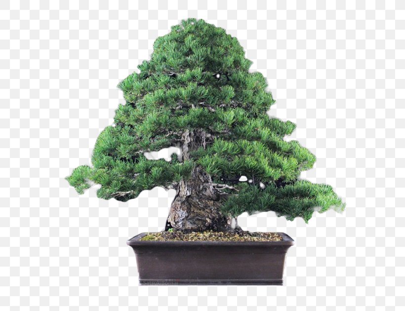 Chinese Sweet Plum Spruce Sageretia, PNG, 600x630px, Chinese Sweet Plum, Bonsai, Conifer, Evergreen, Fir Download Free