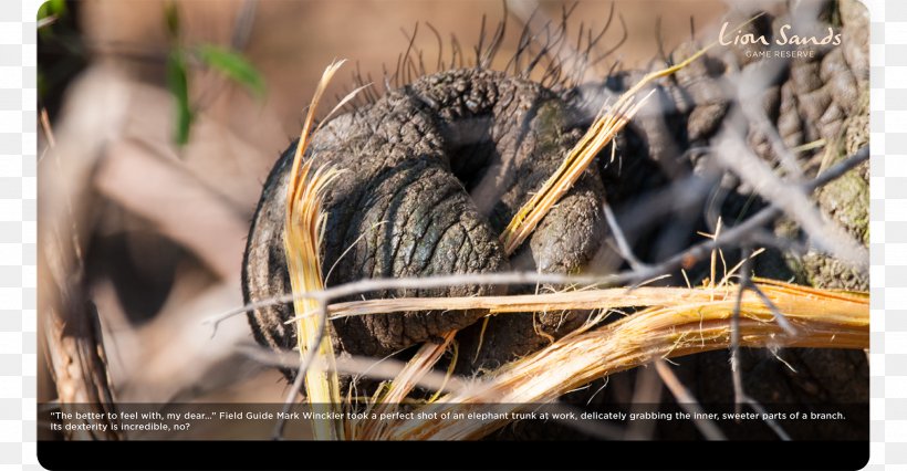 Fauna Close-up Wildlife, PNG, 2100x1092px, Fauna, Closeup, Grass, Stock Photography, Tree Download Free