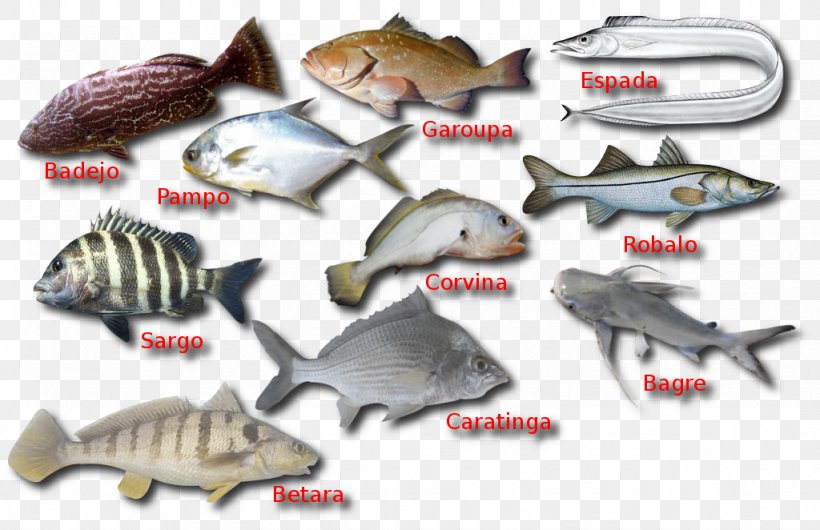 Fish Products Plastic Marine Biology Fauna, PNG, 1024x662px, Fish Products, Animal Source Foods, Biology, Fauna, Fish Download Free