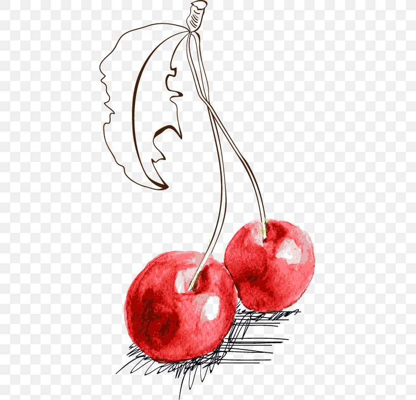Fruit Cherry Illustration, PNG, 427x790px, Fruit, Apple, Berry, Blueberry, Cherry Download Free