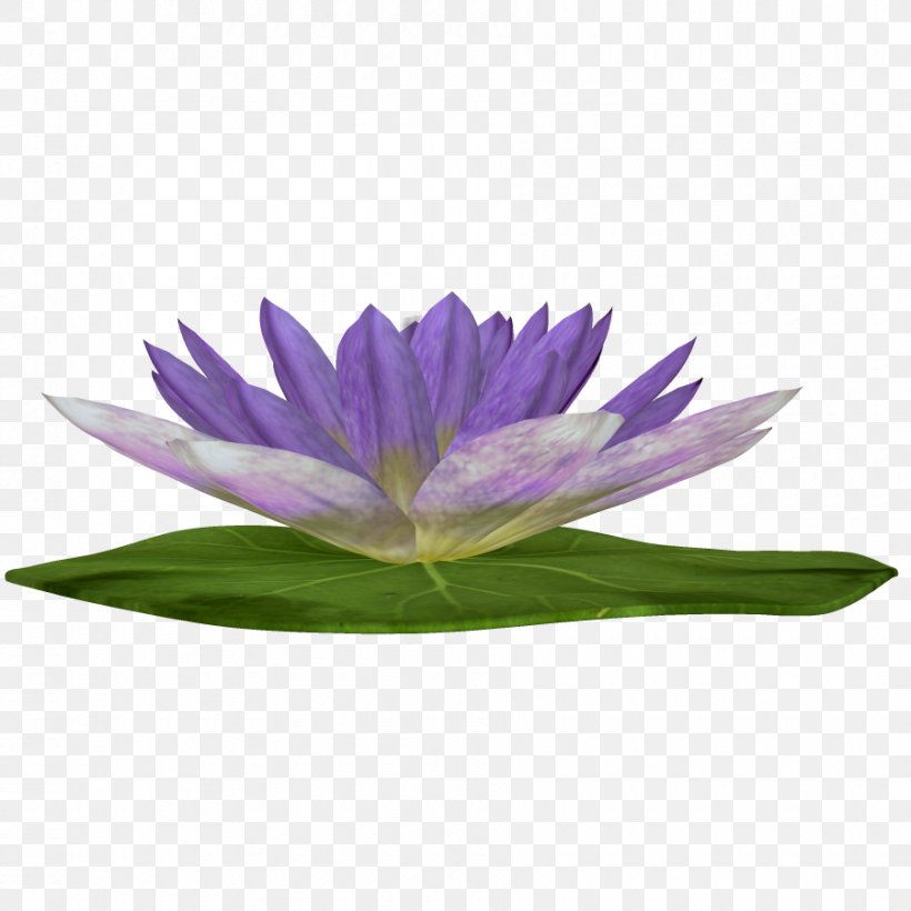 Purple Nelumbo Nucifera Clip Art, PNG, 900x900px, Purple, Albom, Flower, Google Images, Lilac Download Free