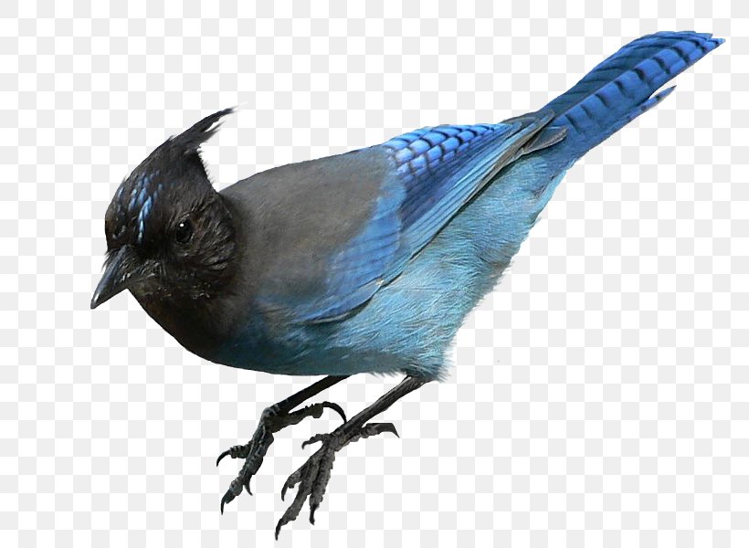 Bird Beak Feather Painting, PNG, 800x600px, Bird, Beak, Blue Jay, Bluebird, Cobalt Blue Download Free