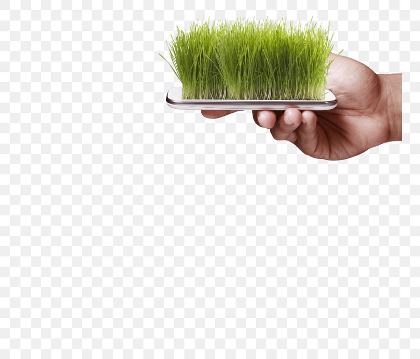 Grasses, PNG, 750x700px, Grasses, Grass, Grass Family, Plant Download Free