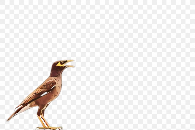 Bird Beak Acridotheres Common Myna Myna, PNG, 2000x1332px, Bird, Acridotheres, Beak, Common Myna, Eagle Download Free