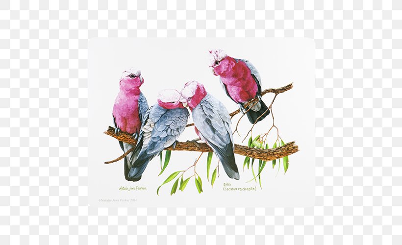 Bird Place Mats Australia Coasters Crimson Rosella, PNG, 500x500px, Bird, Australia, Beak, Coasters, Cork Download Free
