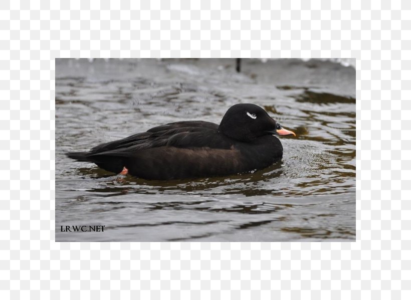 Mallard Anseriformes Duck Mergus White-winged Scoter, PNG, 600x600px, Mallard, Americas, Anseriformes, Beak, Bird Download Free