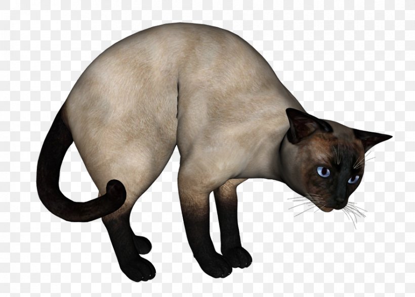 Siamese Cat Tonkinese Cat Domestic Short-haired Cat Whiskers, PNG, 879x631px, Siamese Cat, Burmese, Carnivoran, Cat, Cat Like Mammal Download Free