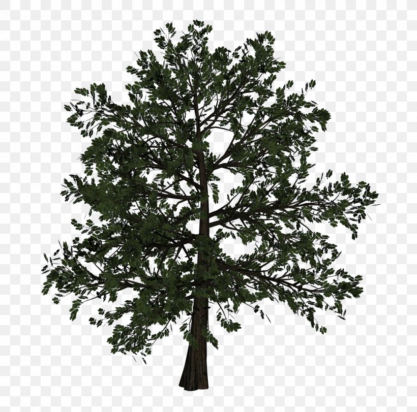 Tree Woody Plant Branch, PNG, 1600x1583px, 3d Computer Graphics, Tree, Blog, Branch, Conifer Download Free