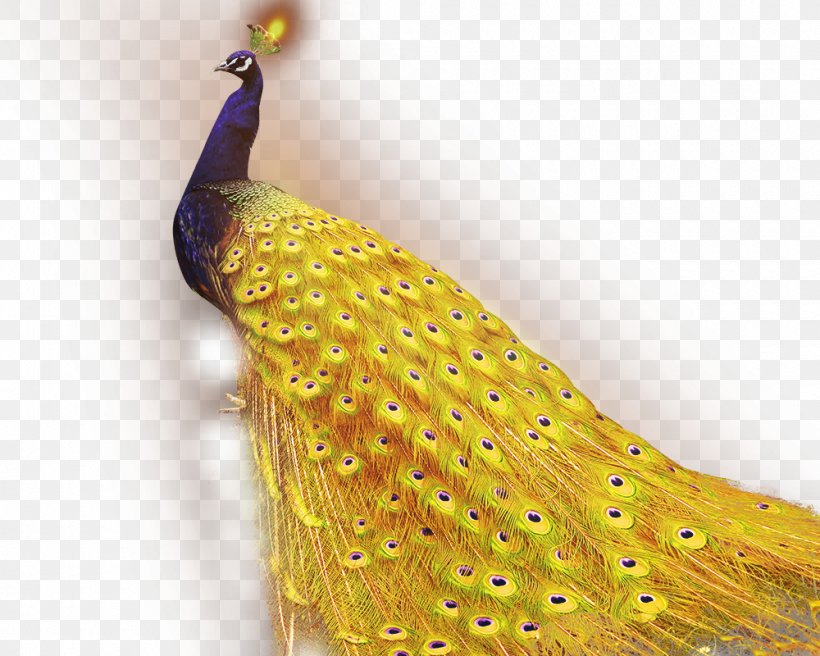 1+1=2 Golden App Android Application Package Peafowl, PNG, 1000x800px, Android Application Package, Android, Feather, Gold, Golden Peacock Download Free