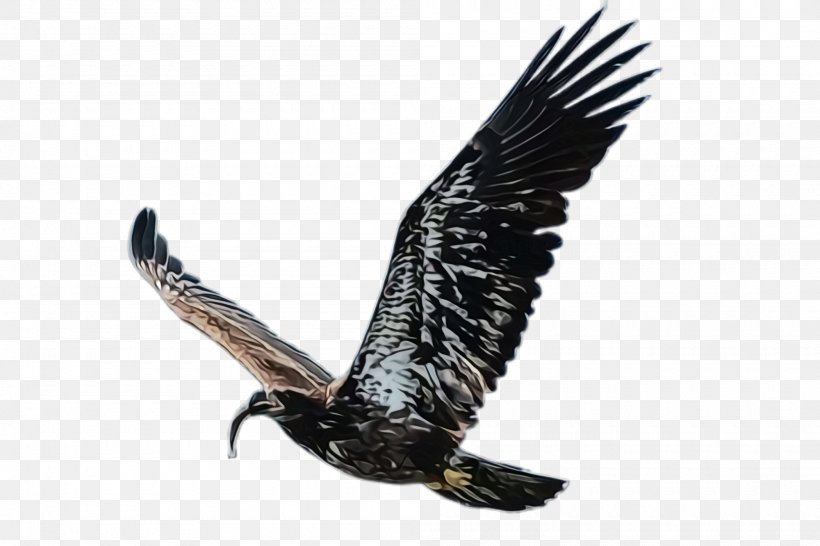 Bird Bird Of Prey Eagle Golden Eagle Kite, PNG, 2000x1332px, Watercolor, Accipitridae, Bird, Bird Of Prey, Claw Download Free