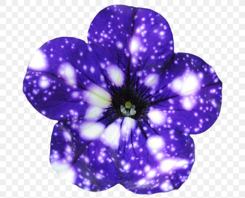 Flower Galaxy Night Sky Petunia Universe, PNG, 694x663px, Flower, Cobalt Blue, Color, Flowering Plant, Galaxy Download Free