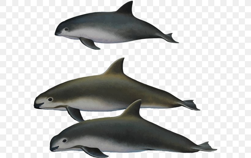 Harbour Porpoise Toothed Whale Vaquita Endangered Species, PNG, 600x517px, Porpoise, Baiji, Cetacea, Common Bottlenose Dolphin, Dolphin Download Free