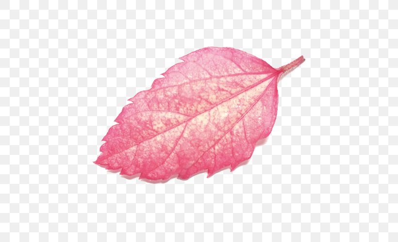 Leaf, PNG, 500x500px, Leaf, Color, Petal, Pink, Plant Download Free