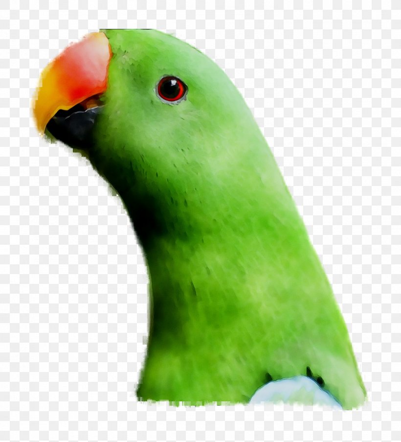 Lovebird Parakeet Pet Beak Fauna, PNG, 1470x1620px, Lovebird, Beak, Bird, Budgie, Fauna Download Free