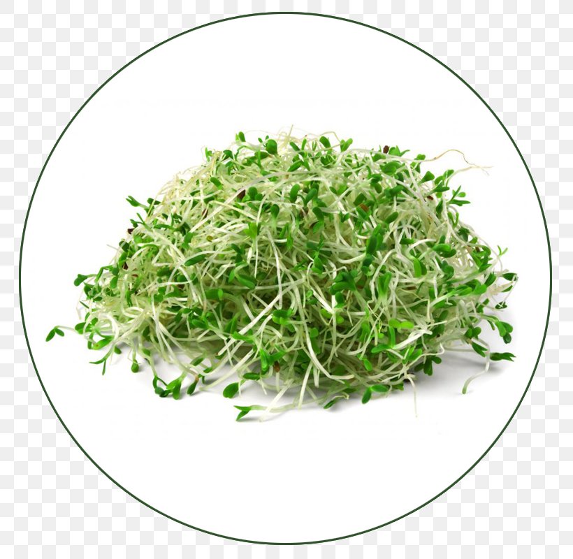 Organic Food Sprouting Alfalfa Seed Germination, PNG, 800x800px, Organic Food, Alfalfa, Alfalfa Sprouts, Broccoli Sprouts, Food Download Free
