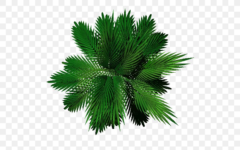 Palm Trees Leaf Evergreen Pine, PNG, 512x512px, Palm Trees, Arecales, Evergreen, Leaf, Palm Tree Download Free