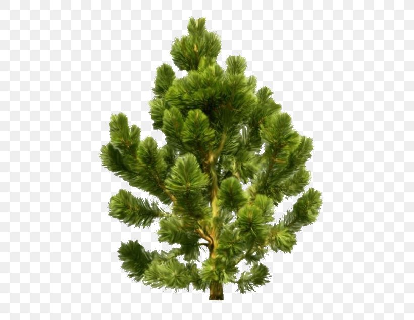 Conifers Conifer Cone Scots Pine Spruce, PNG, 634x634px, Conifers, American Larch, Balsam Fir, Branch, Canadian Fir Download Free