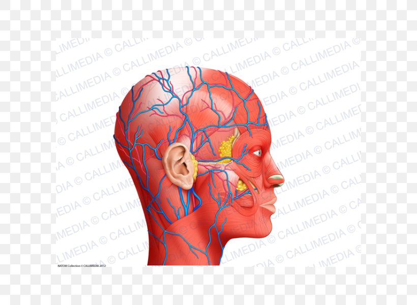 Nose Muscle Blood Vessel Human Anatomy Head, PNG, 600x600px, Watercolor, Cartoon, Flower, Frame, Heart Download Free
