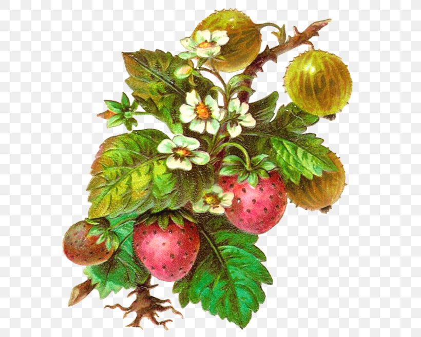 Juice Fruit Strawberry Berries Clip Art, PNG, 600x657px, Juice, Berries, Berry, Cherries, Food Download Free
