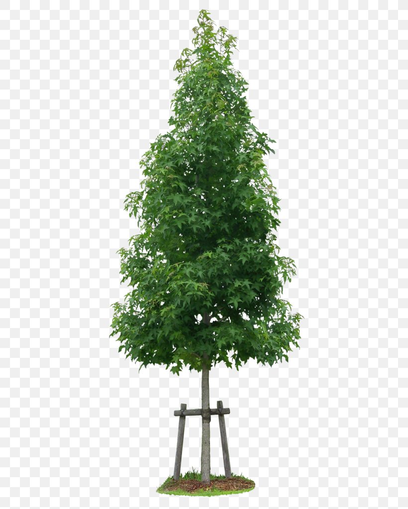 Liquidambar Formosana Sweetgum Tree Image, PNG, 426x1024px, Liquidambar Formosana, Acer Ginnala, Bald Cypress, Branch, Christmas Tree Download Free
