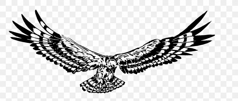 Bird Of Prey Hawk Eagle Tree, PNG, 2333x995px, Bird, Beak, Bird Of Prey, Black And White, Blackandwhite Hawkeagle Download Free