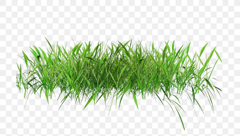 Clip Art, PNG, 800x466px, Weed, Commodity, Grass, Grass Family, Herbaceous Plant Download Free