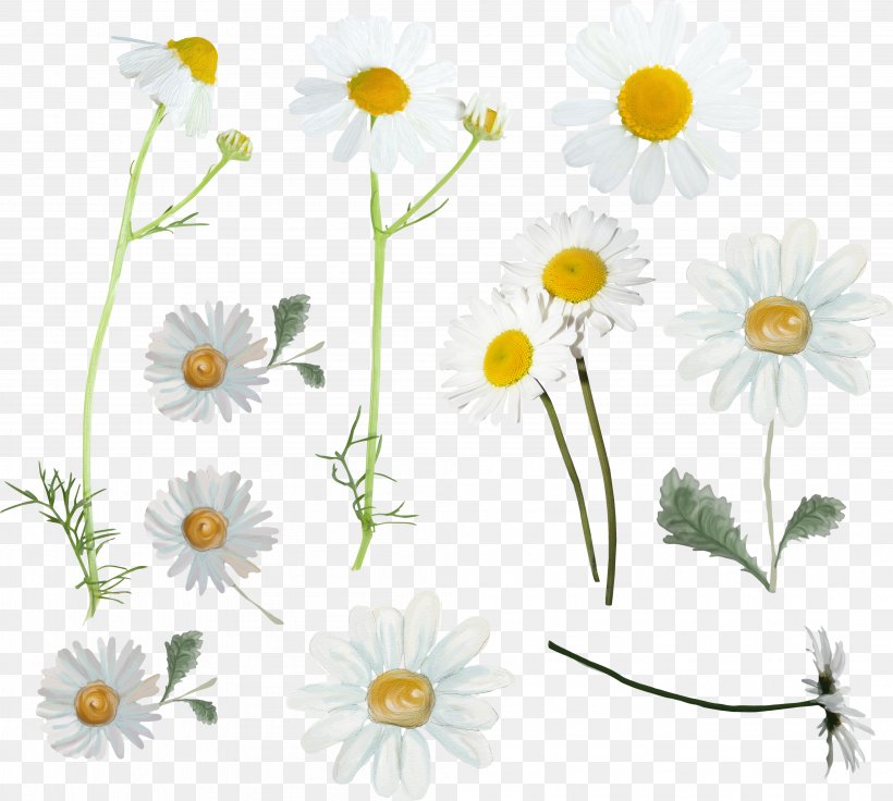 Common Daisy Oxeye Daisy Roman Chamomile Chrysanthemum Tea, PNG, 4007x3601px, Common Daisy, Chamaemelum Nobile, Chamomile, Chamomiles, Chrysanthemum Download Free