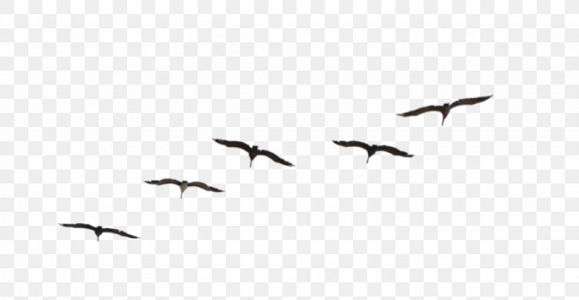 Flight Bird Migration Flock Travel, PNG, 924x480px, Flight, Animal Migration, Beak, Bird, Bird Flight Download Free