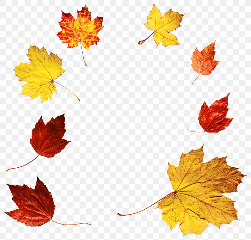 Maple Leaf, PNG, 2985x2851px, Watercolor, Black Maple, Leaf, Maple, Maple Leaf Download Free