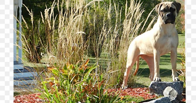 Dog Breed Sloughi Whippet Great Dane Grasses, PNG, 1100x580px, Dog Breed, Breed, Dog, Dog Like Mammal, Family Download Free