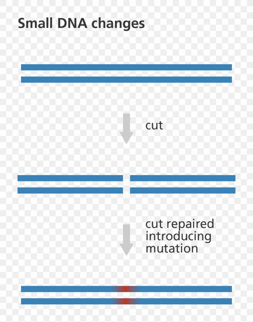 Genome Editing Zinc Finger Nuclease DNA, PNG, 1152x1464px, Genome Editing, Area, Blue, Brand, Crispr Download Free