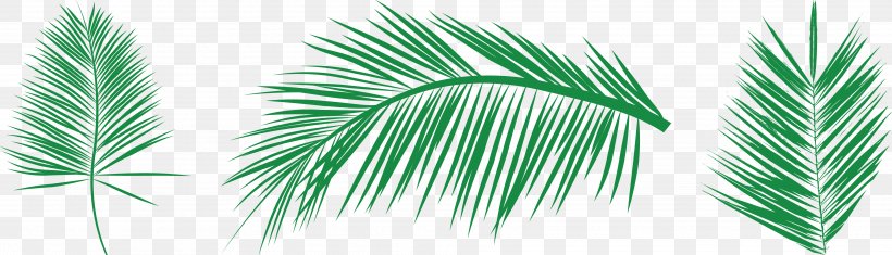 Leaf Palm Branch Arecaceae Clip Art, PNG, 3959x1135px, Leaf, Arecaceae, Arecales, Drawing, Evergreen Download Free