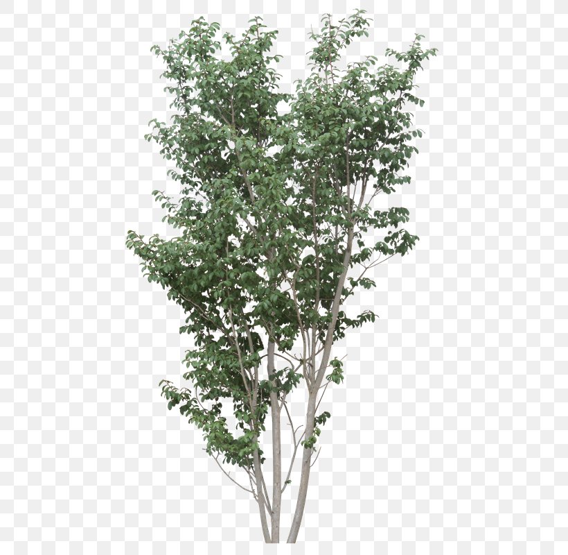 Paper Mulberry Wavefront .obj File White Mulberry 3D Modeling, PNG, 499x800px, 3d Modeling, Paper Mulberry, Autodesk 3ds Max, Branch, Broussonetia Download Free