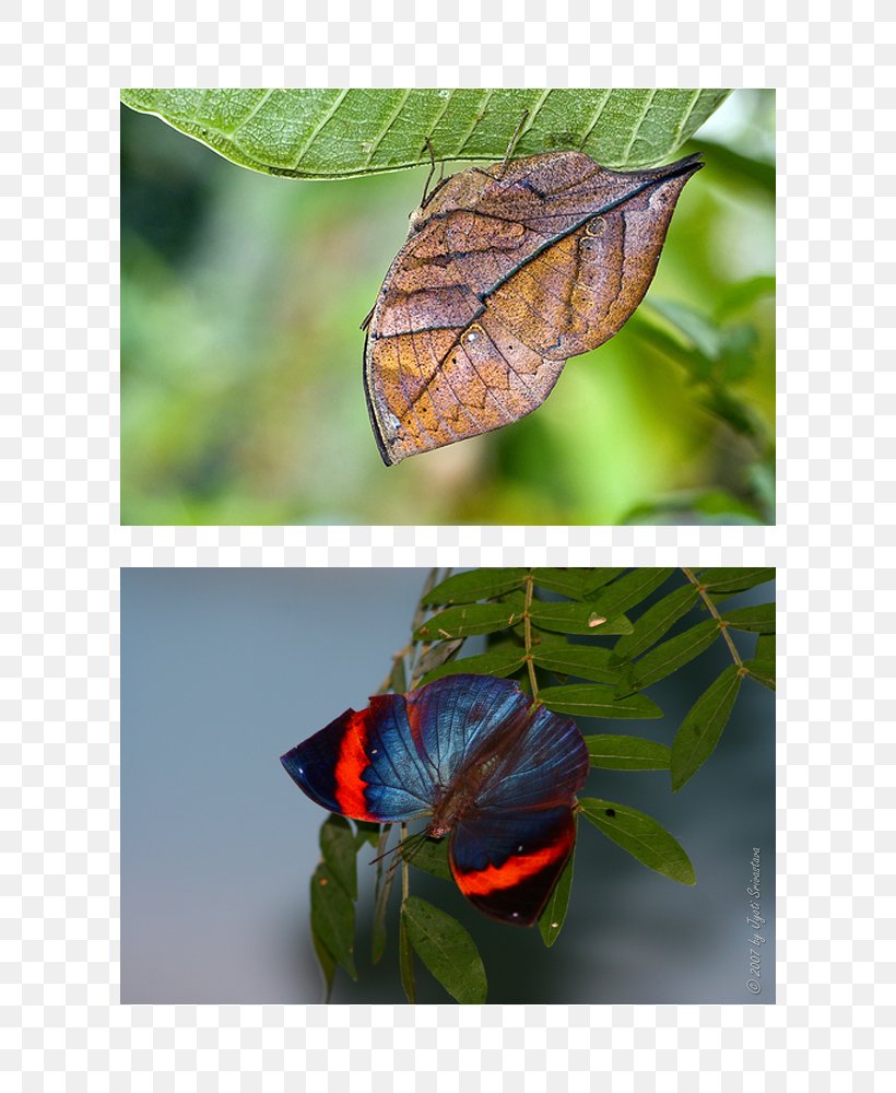 Peggy Notebaert Nature Museum Brush-footed Butterflies Butterfly Crypsis Insect, PNG, 600x1000px, Peggy Notebaert Nature Museum, Animal, Brush Footed Butterfly, Brushfooted Butterflies, Butterfly Download Free