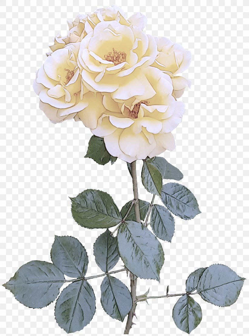 Garden Roses, PNG, 1714x2315px, Flower, Floribunda, Flowering Plant, Garden Roses, Julia Child Rose Download Free