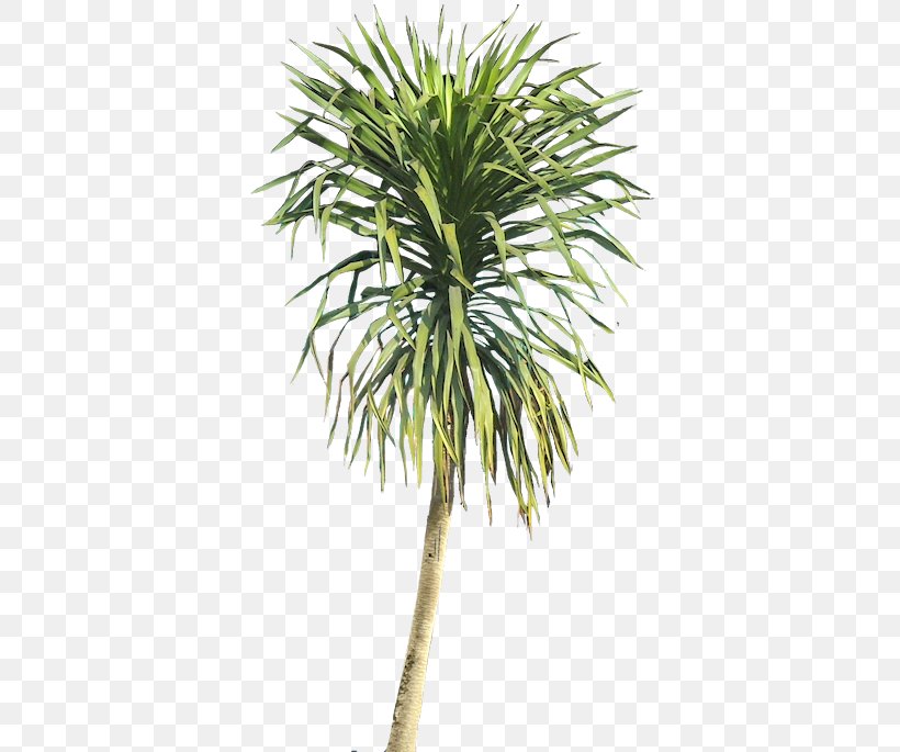 Shrub Plant Dragon Tree, PNG, 382x685px, Shrub, Areca Palm, Arecaceae, Arecales, Attalea Speciosa Download Free