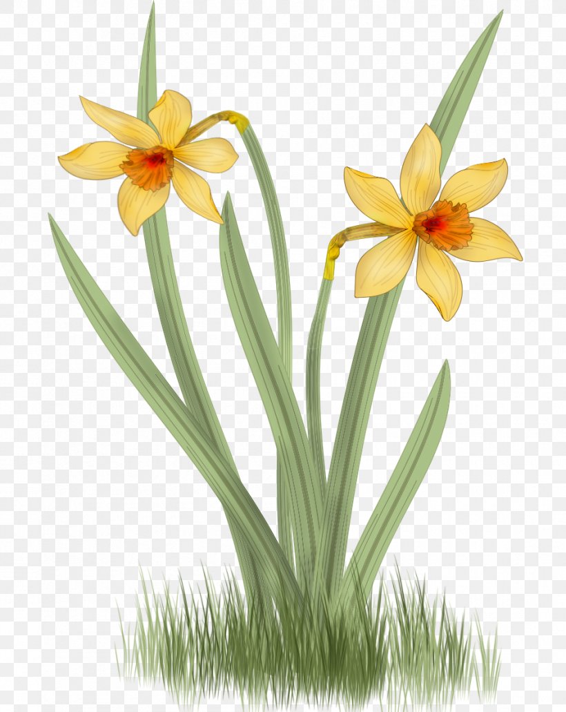 Daffodil flower and leaves bouquet drawing Vector Image
