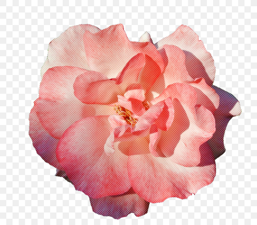 Garden Roses, PNG, 788x720px, Garden Roses, Cabbage Rose, China Rose, Cut Flowers, Floral Design Download Free