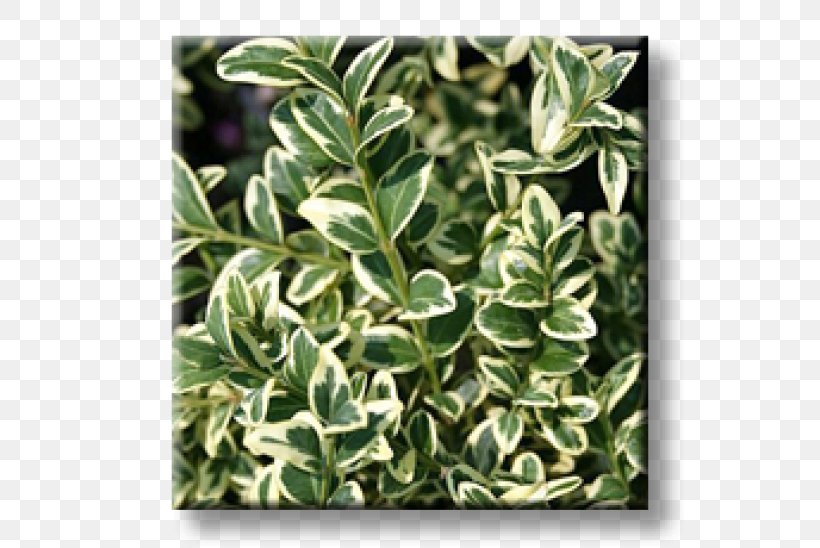 Buxus Sempervirens Euonymus Japonicus Evergreen Shrub Cherry Laurel, PNG, 600x548px, Buxus Sempervirens, Box, Cherry Laurel, Dignified, Euonymus Japonicus Download Free