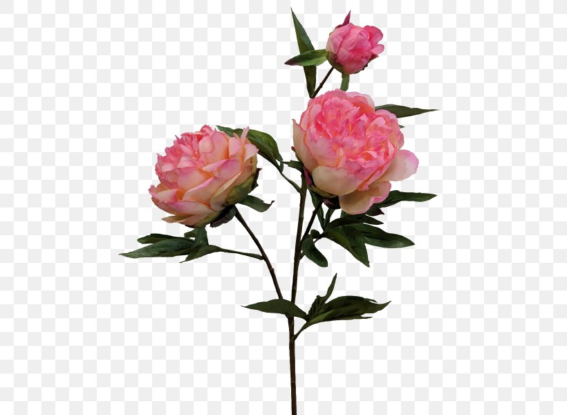 Garden Roses Cabbage Rose Floribunda Cut Flowers, PNG, 800x600px, Garden Roses, Artificial Flower, Bud, Cabbage Rose, Cut Flowers Download Free