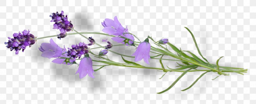 Violet Flower Lilac Lavender Clip Art, PNG, 1280x520px, Violet, Bellflower Family, Color, Cut Flowers, Flora Download Free