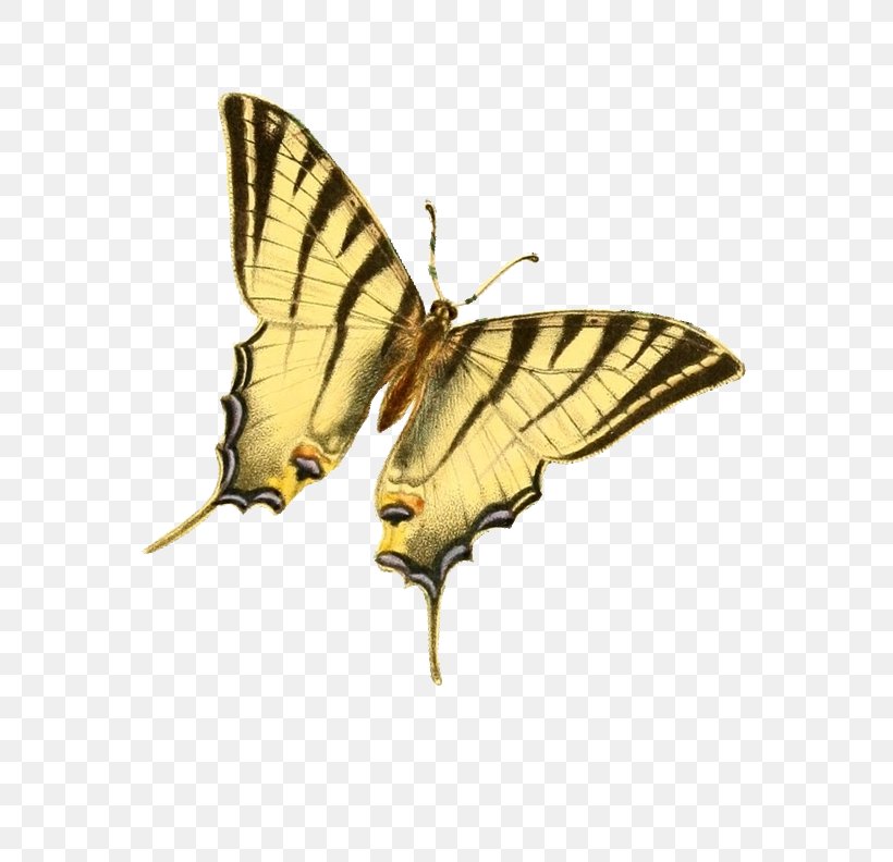 Butterfly Drawing Clip Art, PNG, 576x792px, Butterfly, Animation, Art, Art Museum, Arthropod Download Free