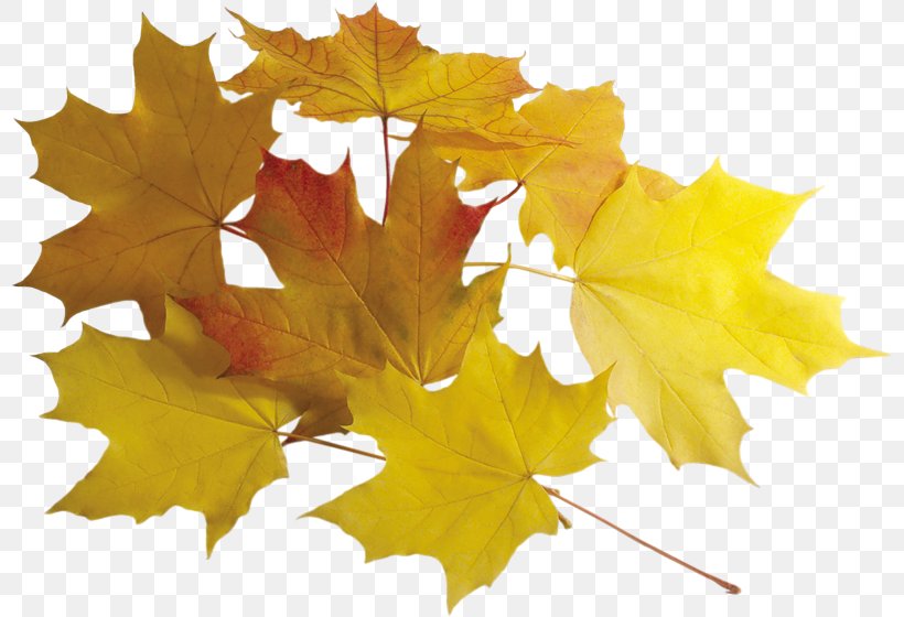 Autumn Fall Leaves Chart