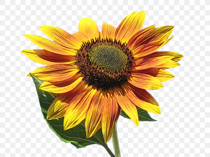 Sunflower, PNG, 1920x1440px, Spring, Annual Plant, Asterales, Cuisine, Daisy Family Download Free