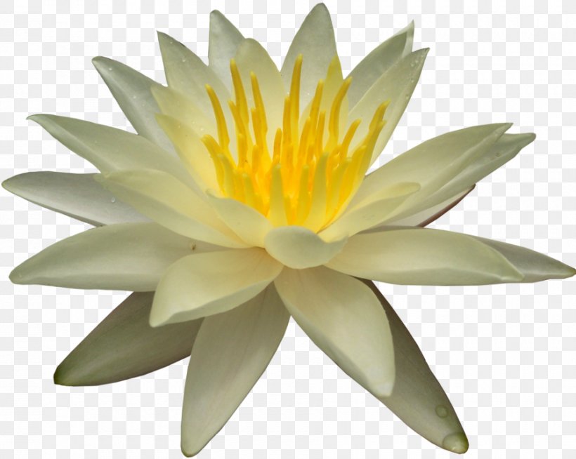 Water Lily Clip Art, PNG, 900x718px, Water Lily, Aquatic Plant, Bbcode, Display Resolution, Document Download Free